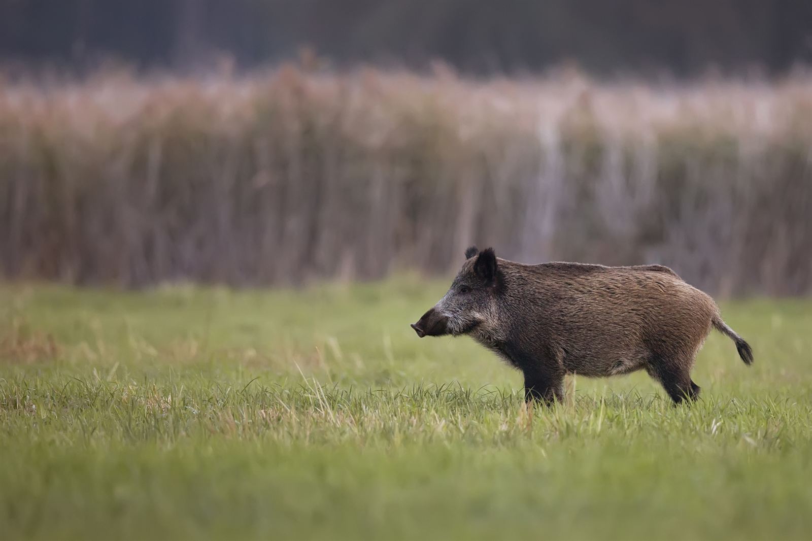 Wildkamera-Aufnahme: Schwarzwild in der Dämmerung an der Kirrung