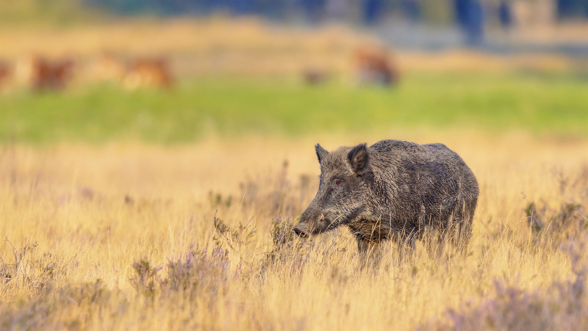 Wildkamera-Aufnahme: Schwarzwild auf einer Wiese im Abendlicht